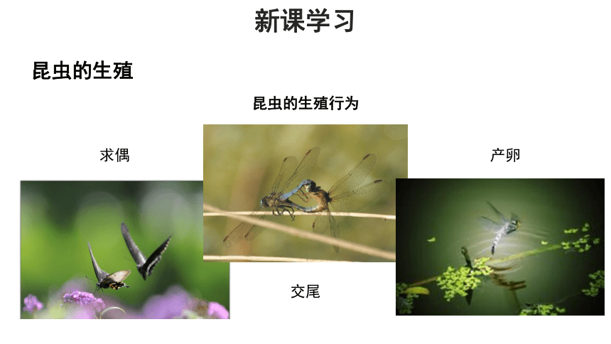 济南版八年级上册 第一节 昆虫的生殖和发育 课件(共16张PPT)
