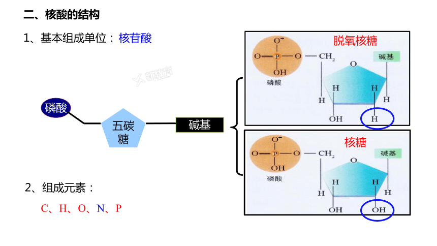 2.5 核酸是遗传信息的携带者(共20张PPT)-高中生物人教版必修一册课件