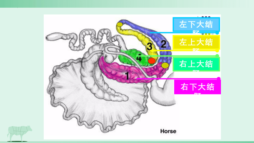 3.2 消化腺的识别 肠肝和胰 课件(共21张PPT)《畜禽解剖生理（第四版）》同步教学(高教版)