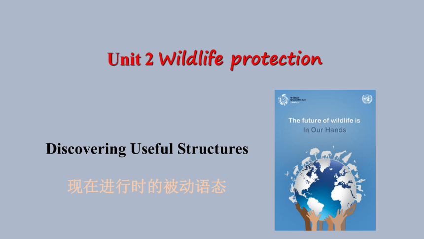 人教版（2019）必修第二册Unit 2 Wildlife protection Discovering Useful Structures 课件(共23张PPT)