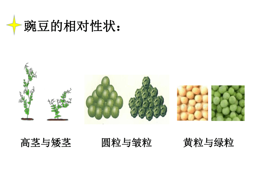 苏教版八年级下册生物 22.2人的性状和遗传 课件（23张PPT）