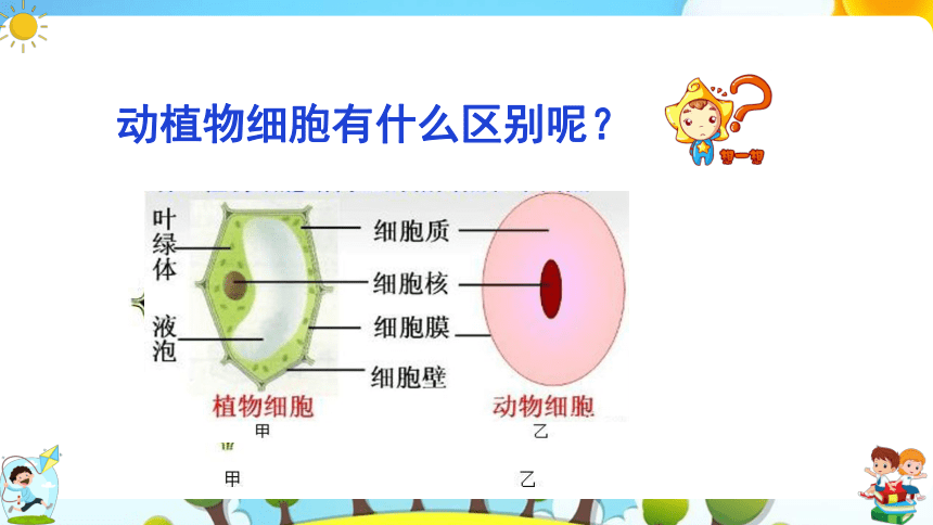 8.1 生物体的基本结构（第2课时）课件（共43张PPT）七年级下册生物（苏科版）