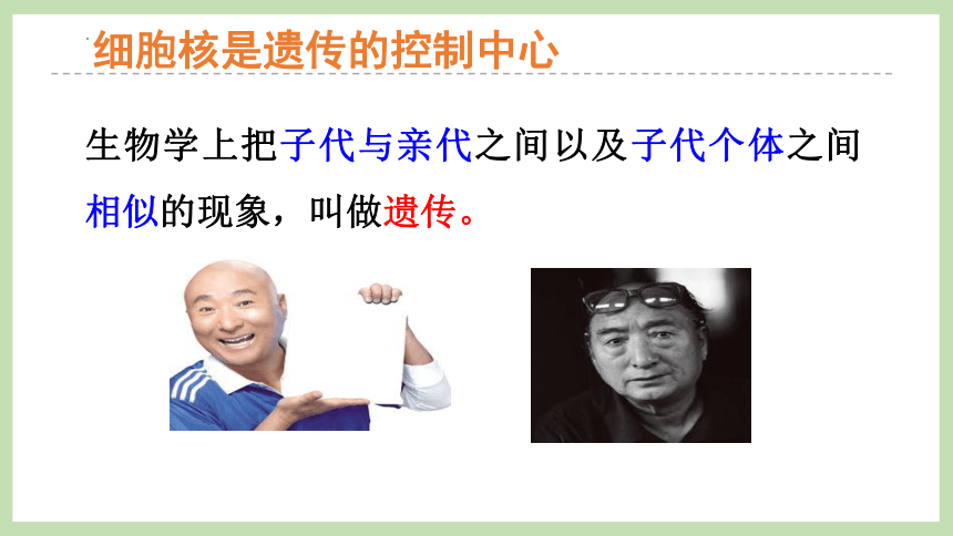 4.4.1遗传的物质基础 课件2022-2023学年济南版八年级生物上册(共27张PPT)