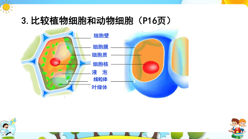 8.1 生物体的基本结构（第2课时）课件（共43张PPT）七年级下册生物（苏科版）