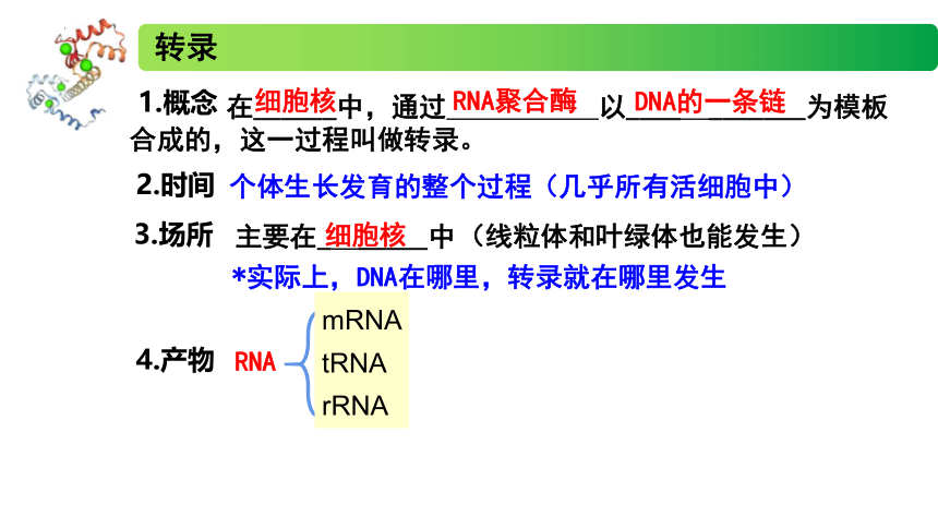 2.3.1 DNA分子通过RNA指导蛋白质的合成 课件（40张ppt） 高一生物（苏教版2019必修2）