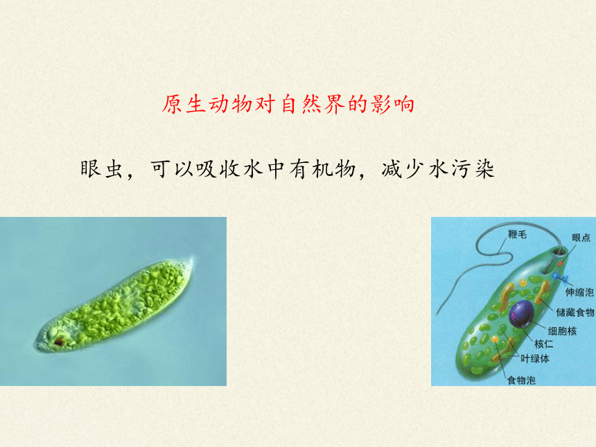 北师大版生物八年级下册 7.22.2 原生生物的主要类群 课（共24张PPT）