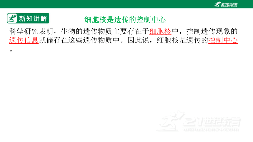 济南版4.4.1 遗传的物质基础-2022-2023学年八年级生物上册同步课件（含30张ppt）