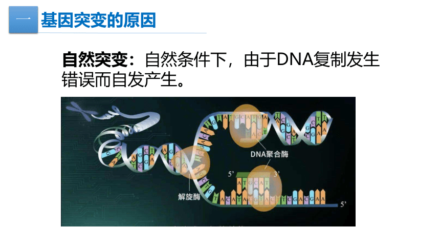 生物人教版（2019）必修2 5.1基因突变和基因重组（共29张ppt）