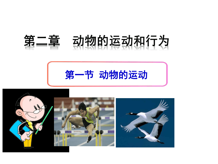 第二章第一节动物的运动 课件(共35张PPT)2021--2022学年人教版八年级生物上册