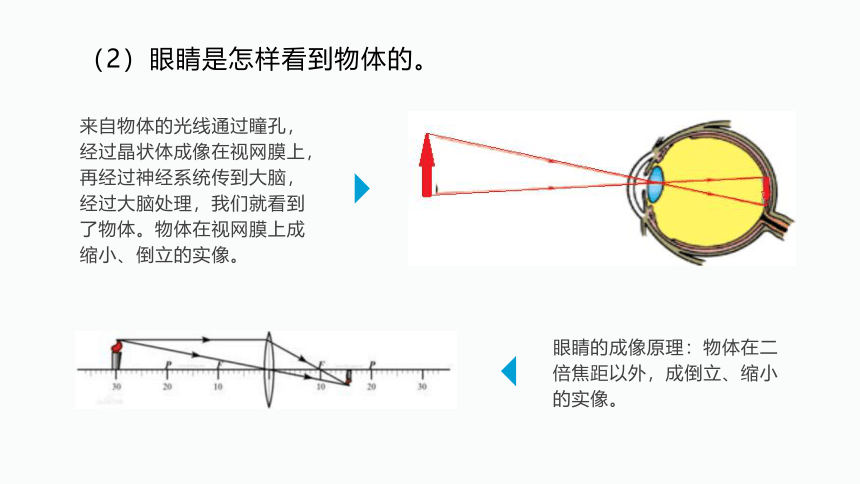 4.6神奇的眼睛—沪科版八年级全一册物理课件(共21张PPT)