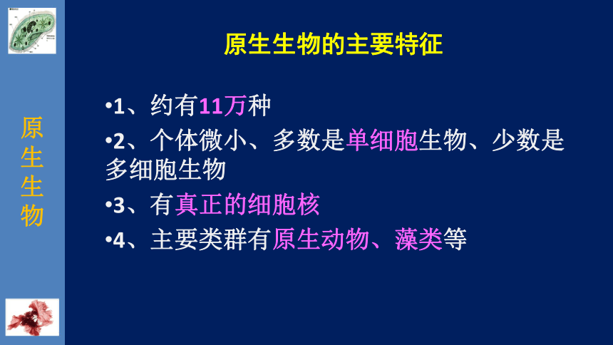 北师大版生物八年级下册22.2 原生生物的主要类群 课件（共25张PPT）