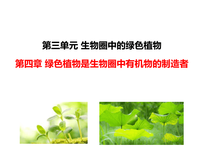 2021-2022学年人教版七年级生物上册3.4绿色植物是生物圈中有机物的制造者课件(共20张PPT)
