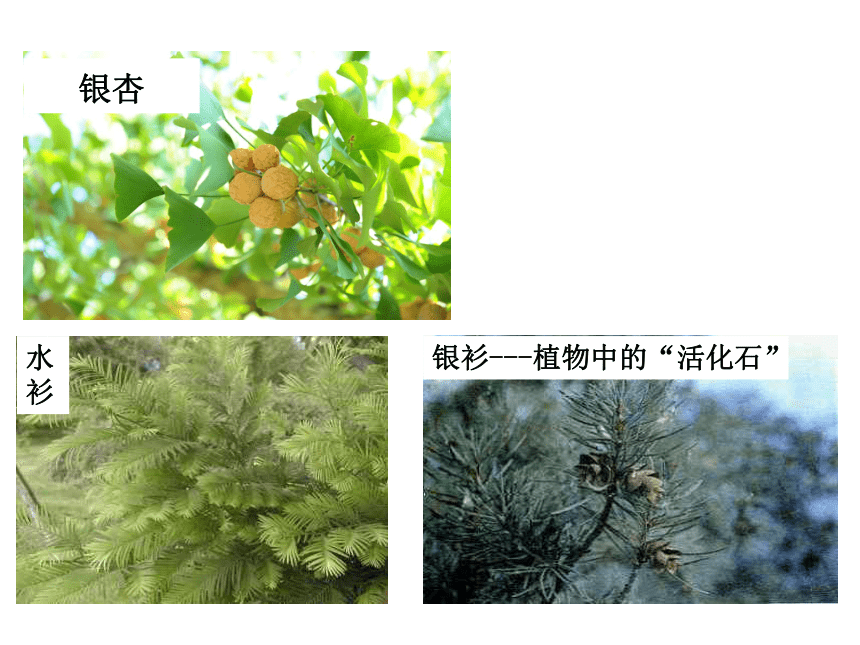 初中生物人教版七年级上册3.1.2种子植物（第二课时）课件(共21张PPT)