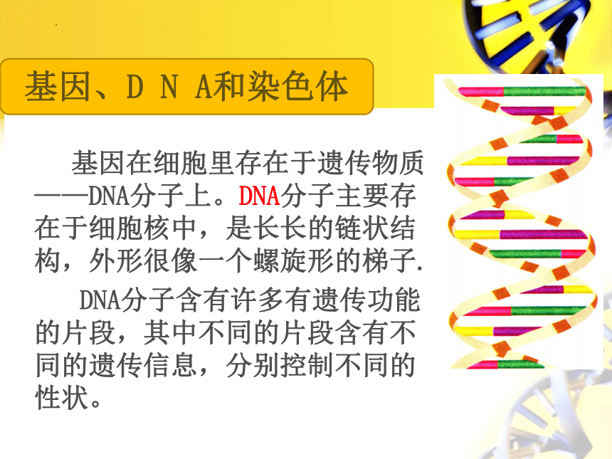 7.2.2基因在亲子代间的传递课件(共32张PPT)2022--2023学年人教版生物八年级下册