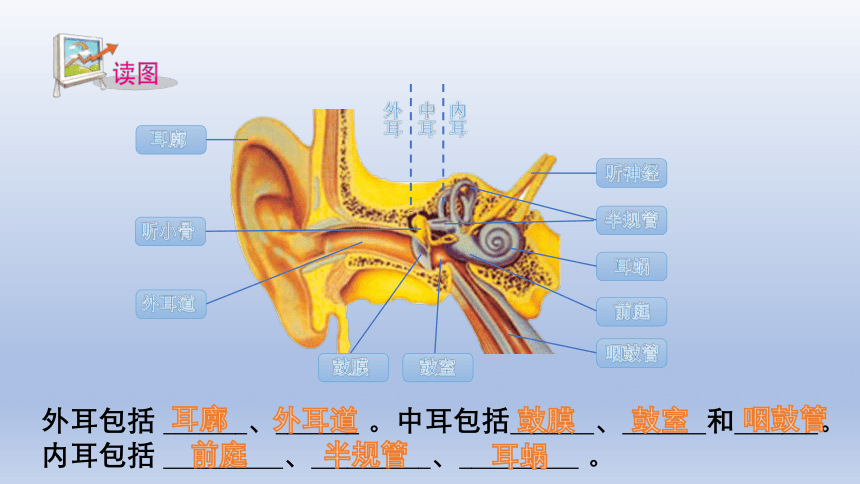 第3节 耳和听觉（1）（15张ppt）
