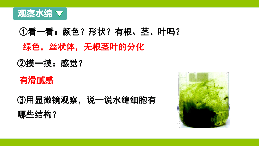 10.2 水中的藻类植物课件（共44张PPT）七年级生物下册（苏科版）
