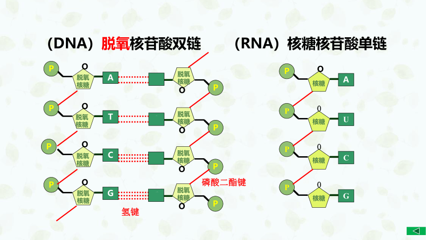 2023届高三生物一轮复习课件：第3讲核酸是遗传信息的携带者(共39张PPT)
