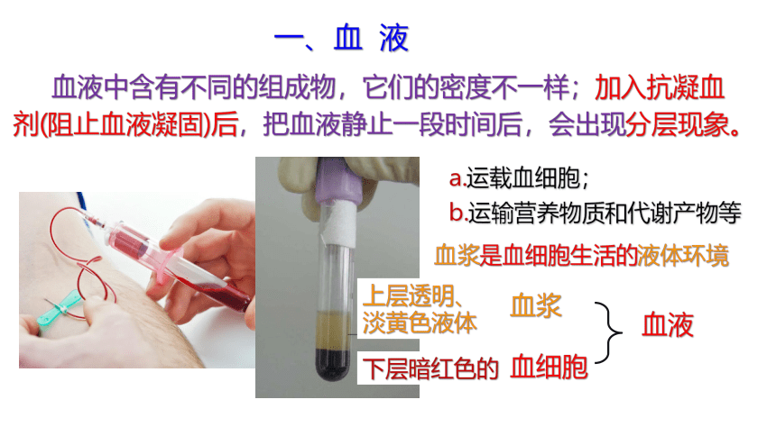 4.3.1 体内物质的运输（16张ppt）