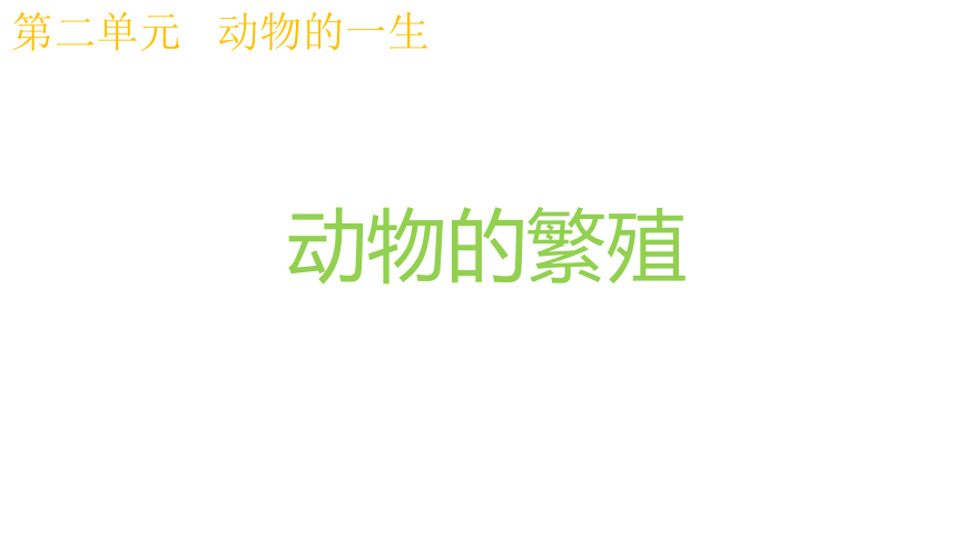 教科版科学 三年级下册 2.7动物的繁殖 （课件13ppt）