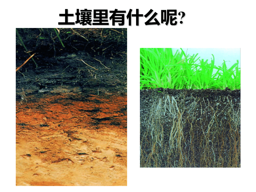 4.1 土壤的成分—2020-2021学年浙教版八年级科学下册课件（课件 29张ppt）