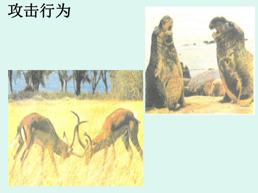 冀教版八上生物 4.2.2动物行为的类型 课件（29张PPT）