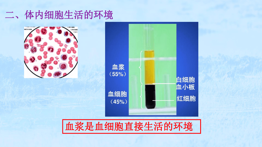 生物人教版（2019）选择性必修一1.1  细胞生活的环境（共77张ppt）