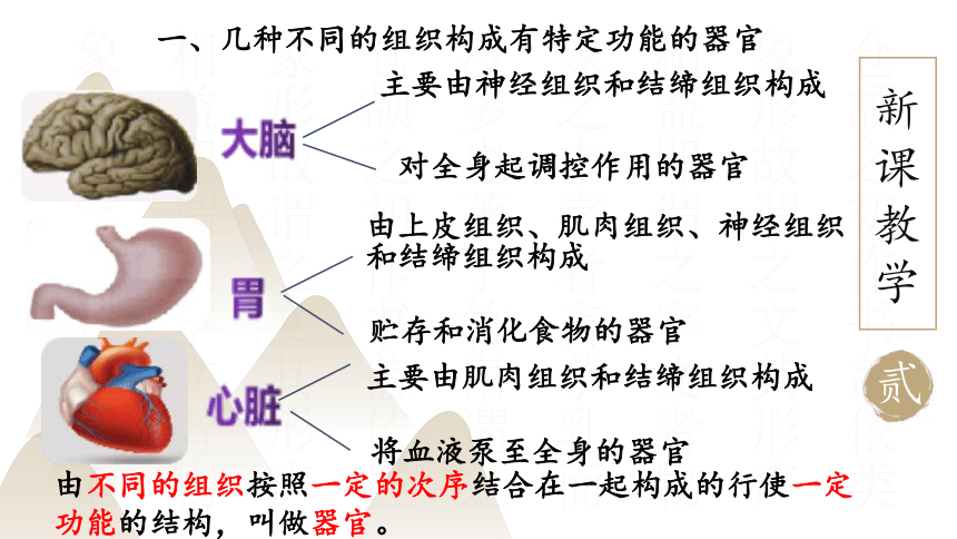 2.4.2 生物体的器官、系统课件(共18张PPT)北师大版七年级生物上册