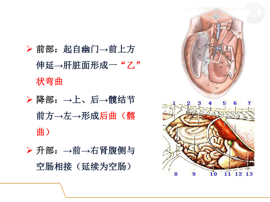 5.消化系统-3  课件(共51张PPT) - 《畜禽解剖生理学》同步教学（高教版）