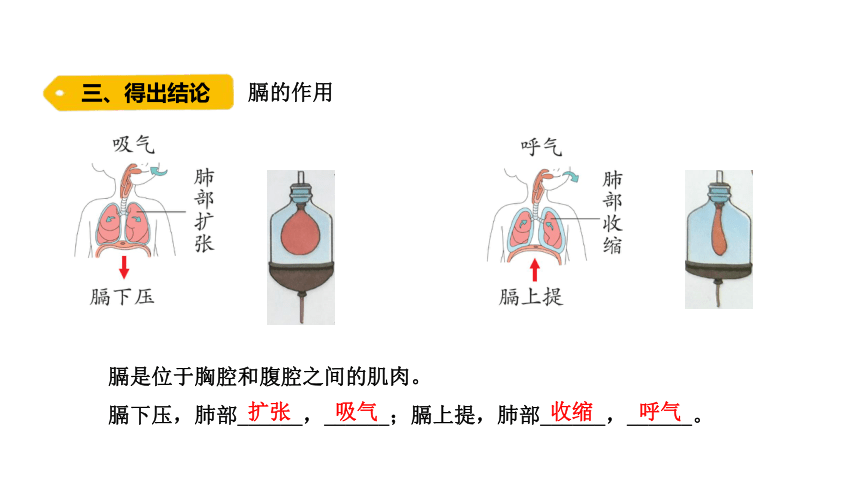 大象版（2017秋） 四年级上册4.3 肺是怎样呼吸的（含练习） 课件(共13张PPT)