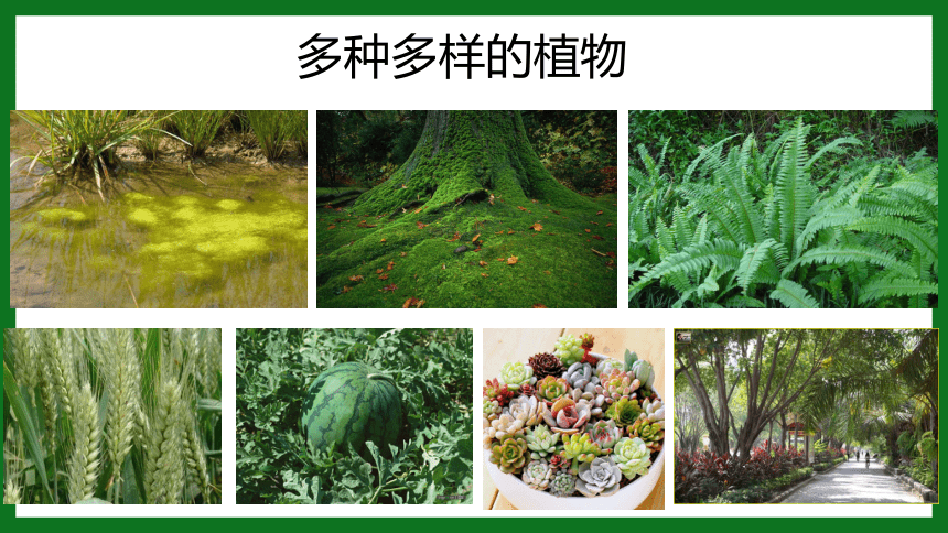 3.1.1 藻类、苔藓、蕨类植物课件(共33张PPT)人教版七年级生物上册