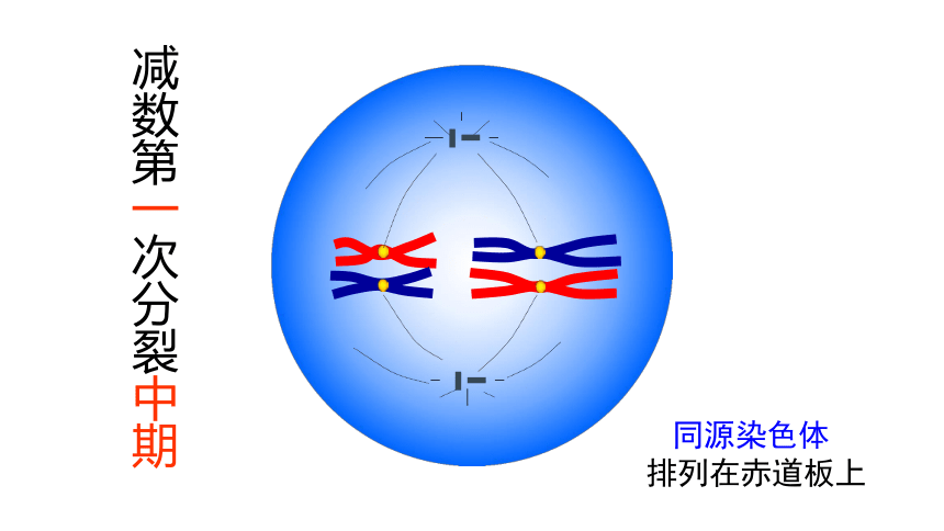 2020——2021学年高一生物下学期人教版 必修2- 2.1 减数分裂和受精作用  课件（58张ppt）