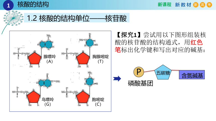 2.5核酸是遗传信息的携带者（2课时）(课件共22张PPT)