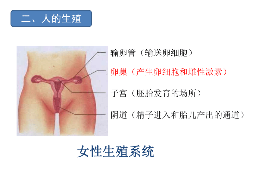 第一、二章复习课件 (共41张PPT)人教版生物七年级下册