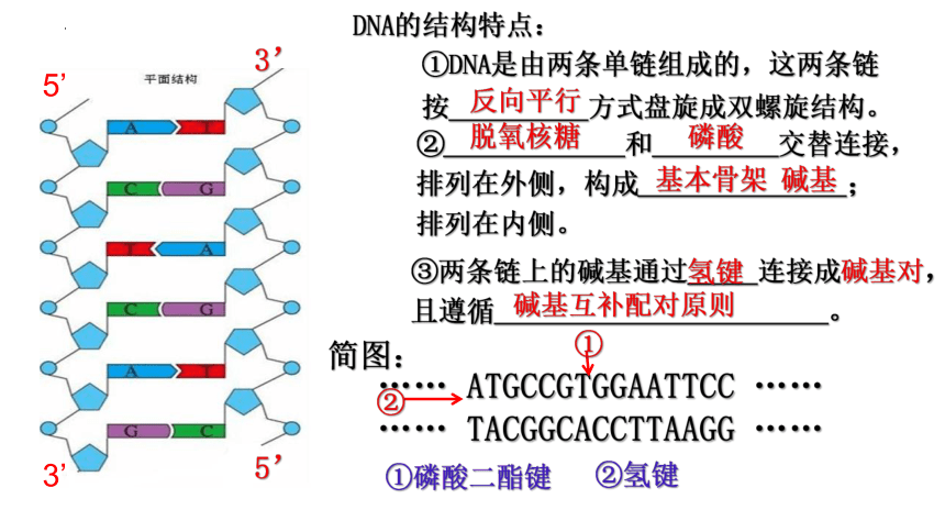 3.1 重组DNA技术的基本工具课件(共31张PPT)-2023-2024学年高二下学期生物人教版选择性必修3