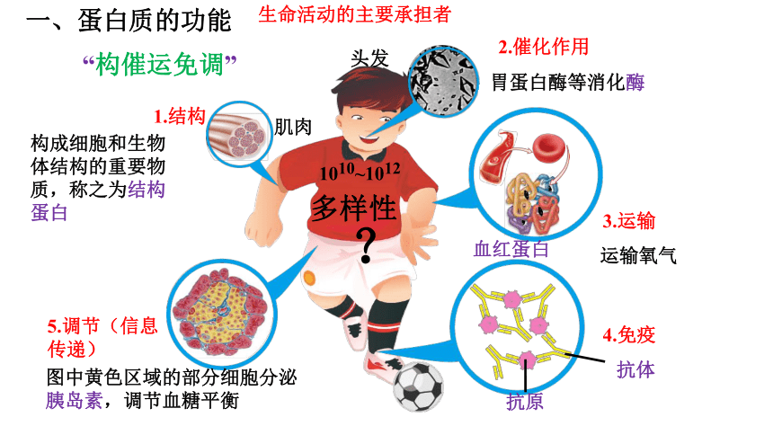 2.4 蛋白质是生命活动的主要承担者课件(共19张PPT)-人教版必修1