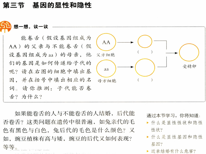 7.2.3基因的显性与隐性课件(共24张PPT) 人教版生物八年级下册