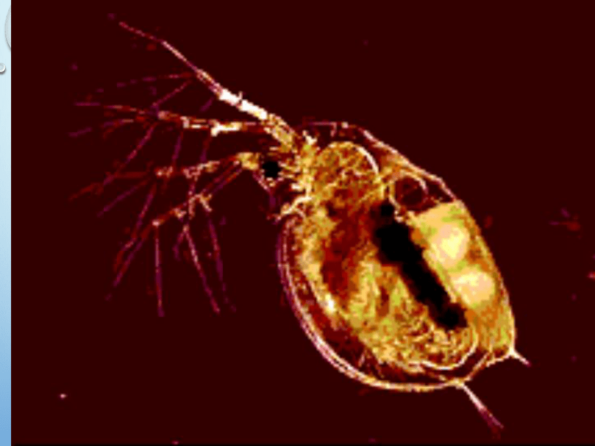 沪教版生物第一册 3.2.4 实验与实践 酒精对水蚤心率的影响  课件