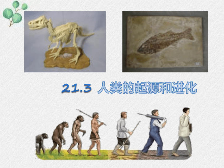 21.3 人类的起源和进化课件(共23张PPT)