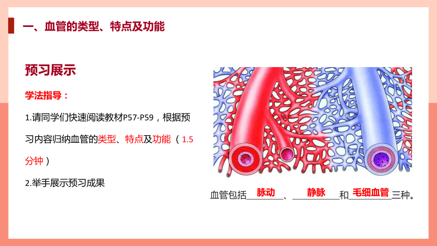 第二节 血流的管道──血管 课件（21张PPT）