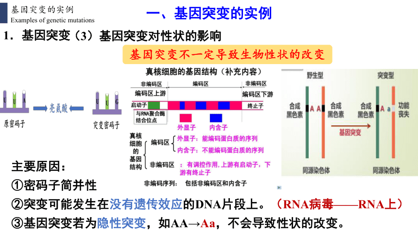 高中生物人教版（2019）必修2 5.1基因突变和基因重组（共42张ppt）