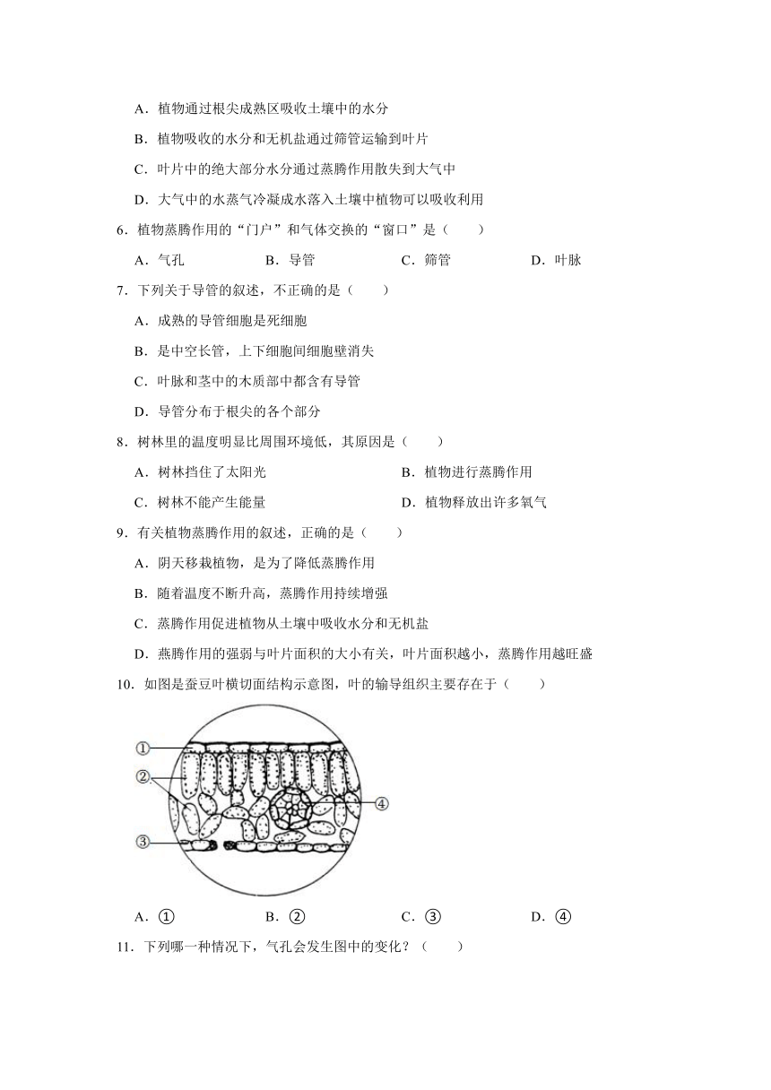 第3单元 生物圈中的绿色植物第3章 绿色植物与生物圈的水循环（含解析）