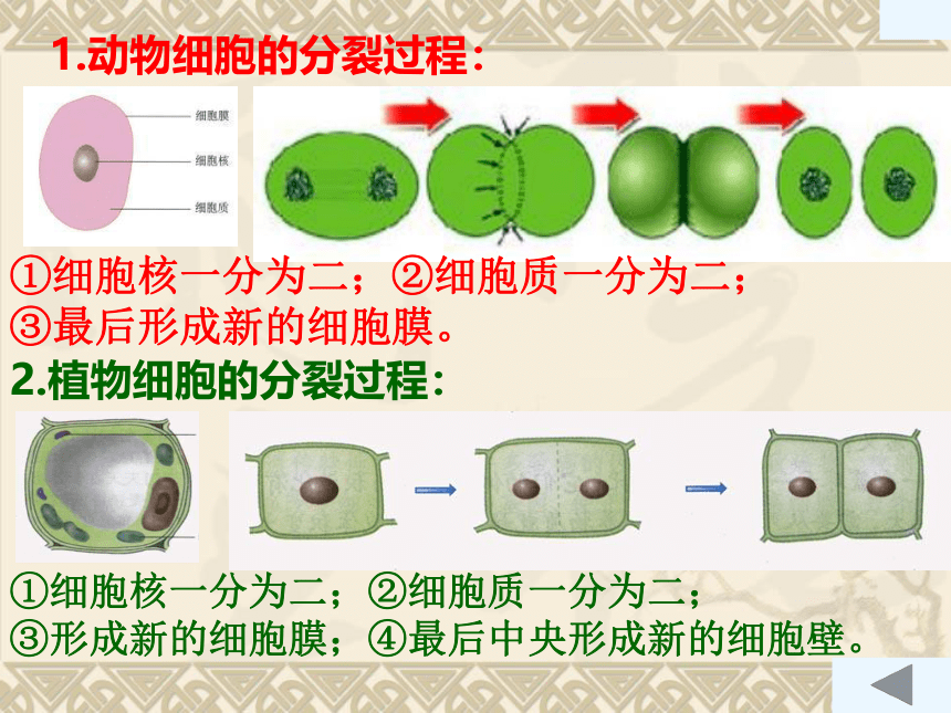 生物体结构层次复习课件(共30张PPT)