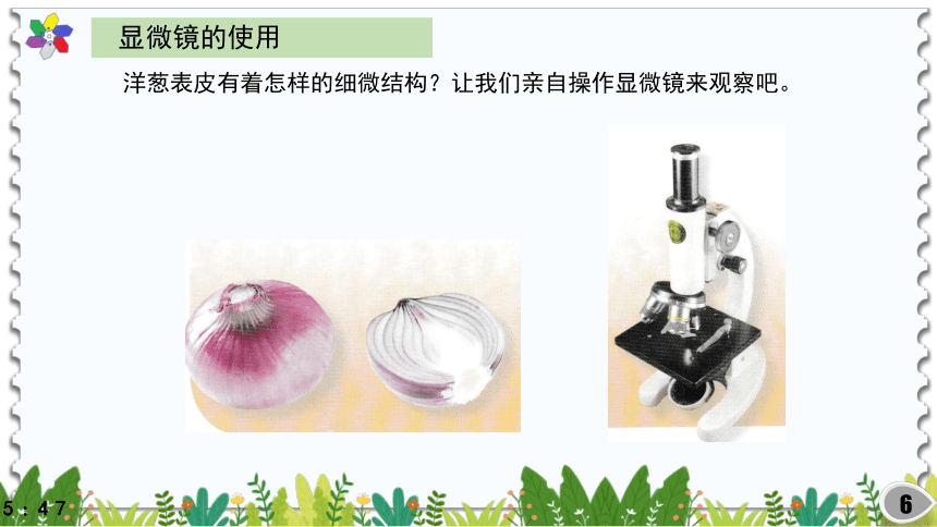 1.2洋葱表皮的秘密课件（22张PPT)