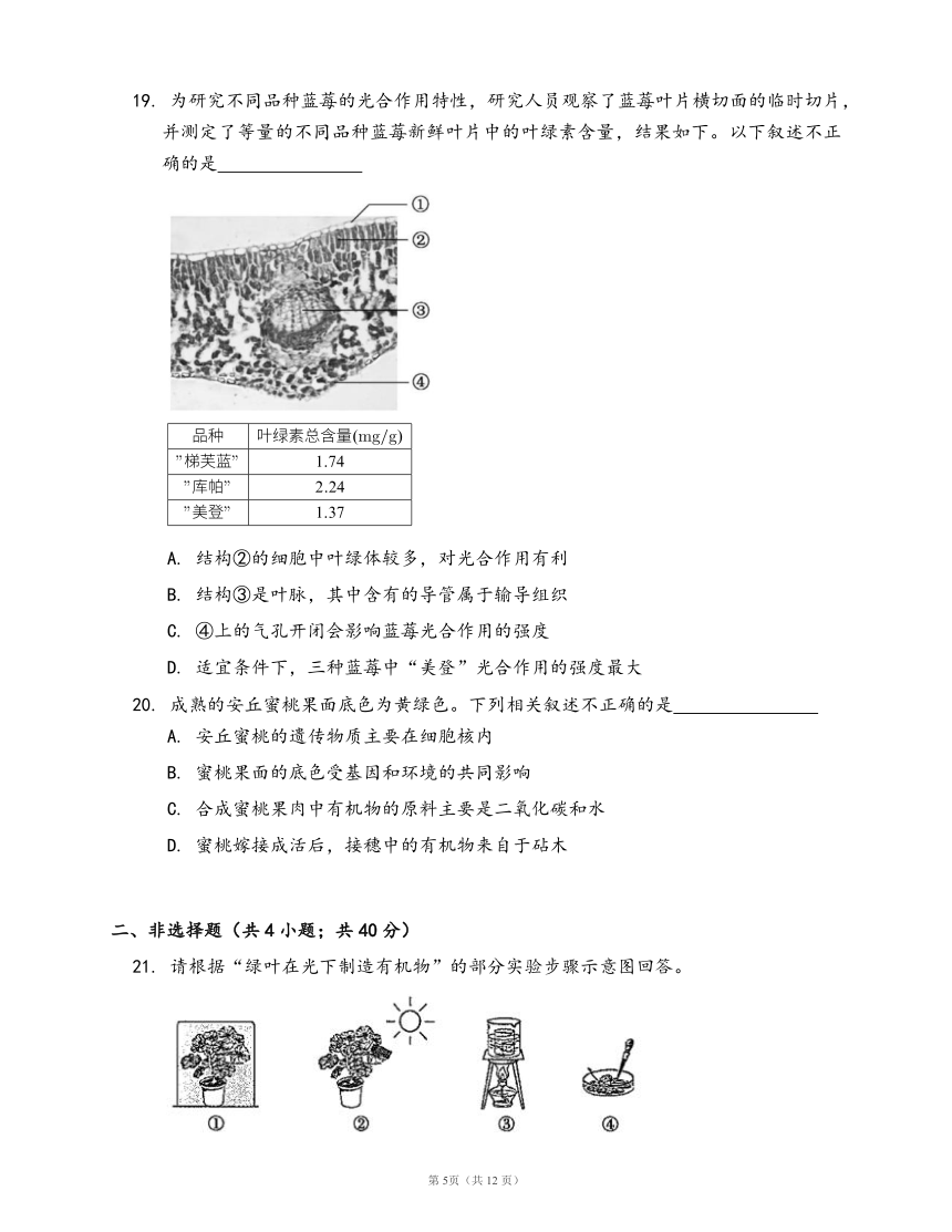 人教版生物七年级上册第三单元第四章 绿色植物是生物圈中有机物的制造者（word版含部分答案解析）