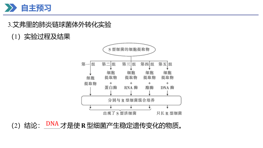 3.1 DNA是主要的遗传物质 课件(共50张PPT) 2023-2024学年高一生物人教版（2019）必修第二册