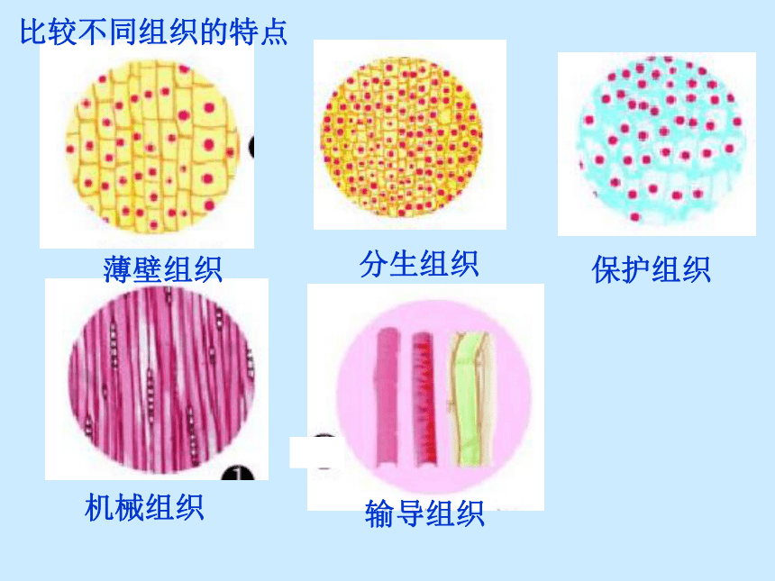 苏科版七年级下册生物 9.1植物体的组成 课件（21张PPT）