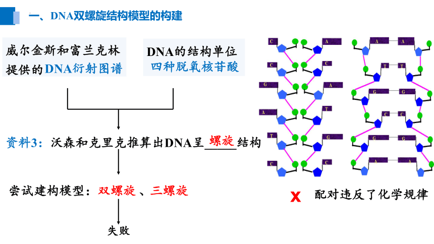 3.2DNA的结构-(共20张PPT)课件人教版必修2