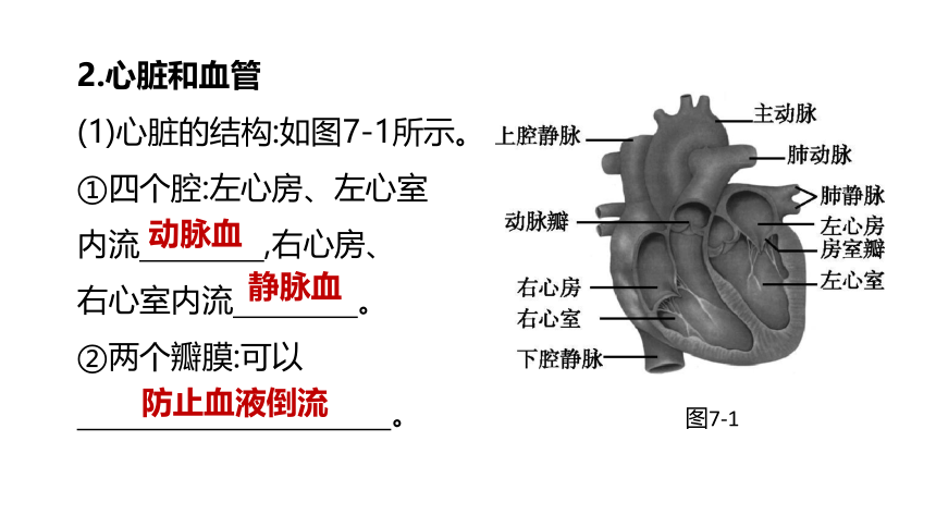 2022年浙江省中考科学一轮复习 第07课时　与人体代谢相关的系统-循环和泌尿（课件 54张PPT）