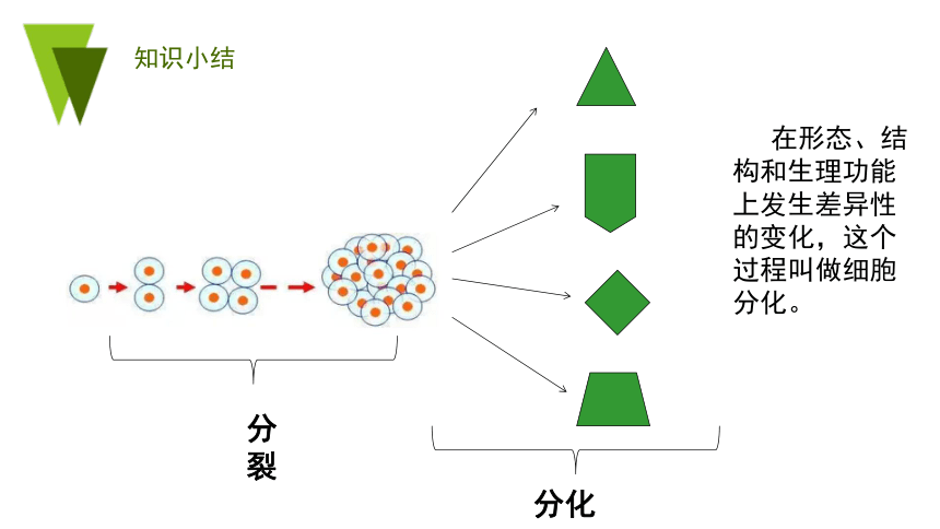 2022-2023学年七年级上册生物第二单元第二章第二节 动物体的结构层次-同步备课精制课件(共21张PPT)