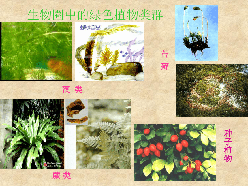 人教七上生物3.1.1藻类、苔癣、蕨类植物 课件（42张ppt）